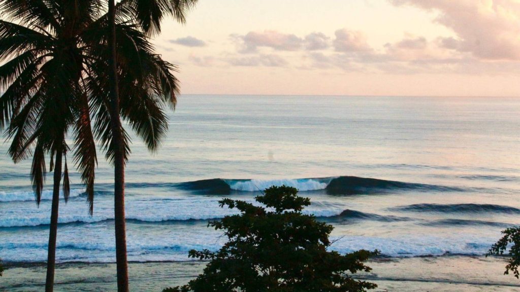 monkey-trees-surf-simeulue