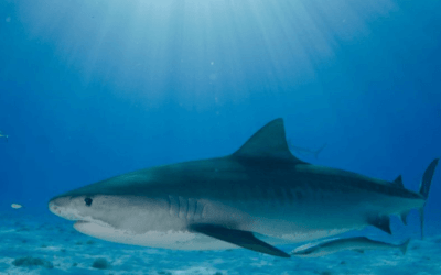 Shark Deterrent Technologies: The Complete Guide