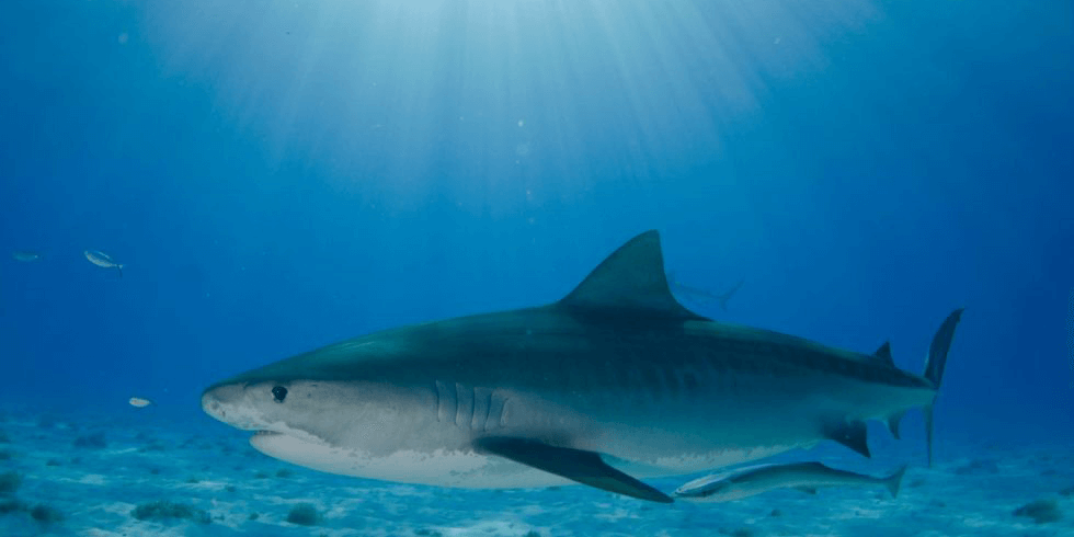 Shark Deterrent Technologies: The Complete Guide