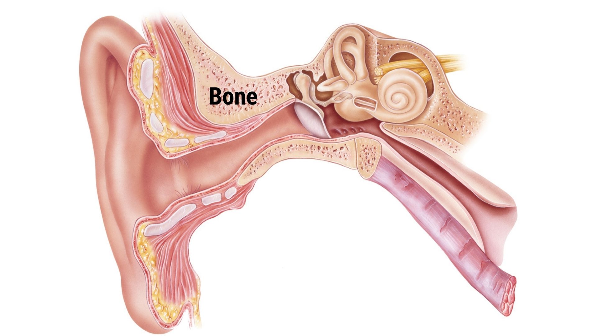 how-to-prevent-surfers-ear