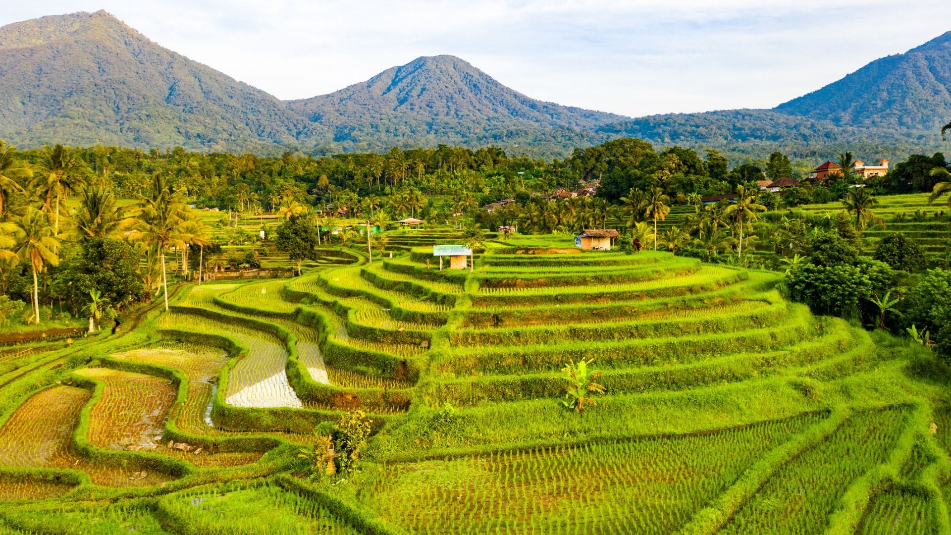 Jatiluwih Rice Terraces