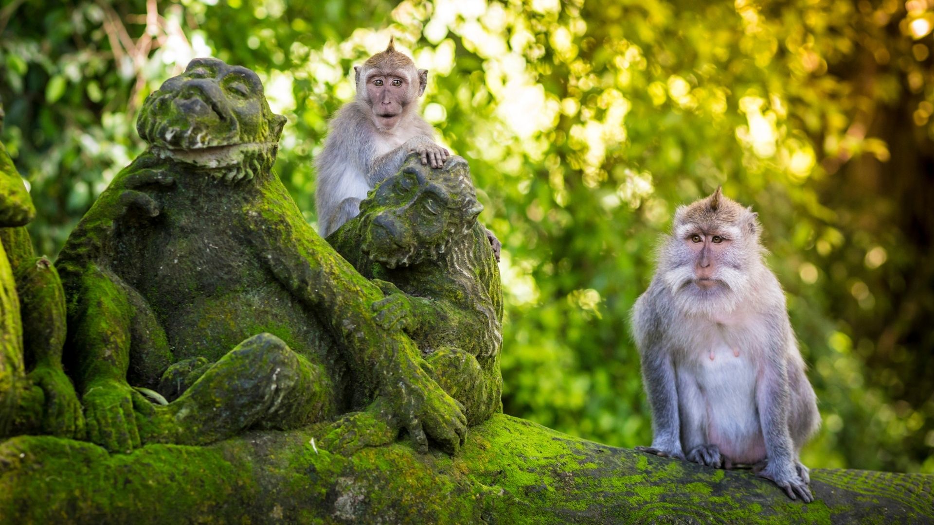 Monkey Forest