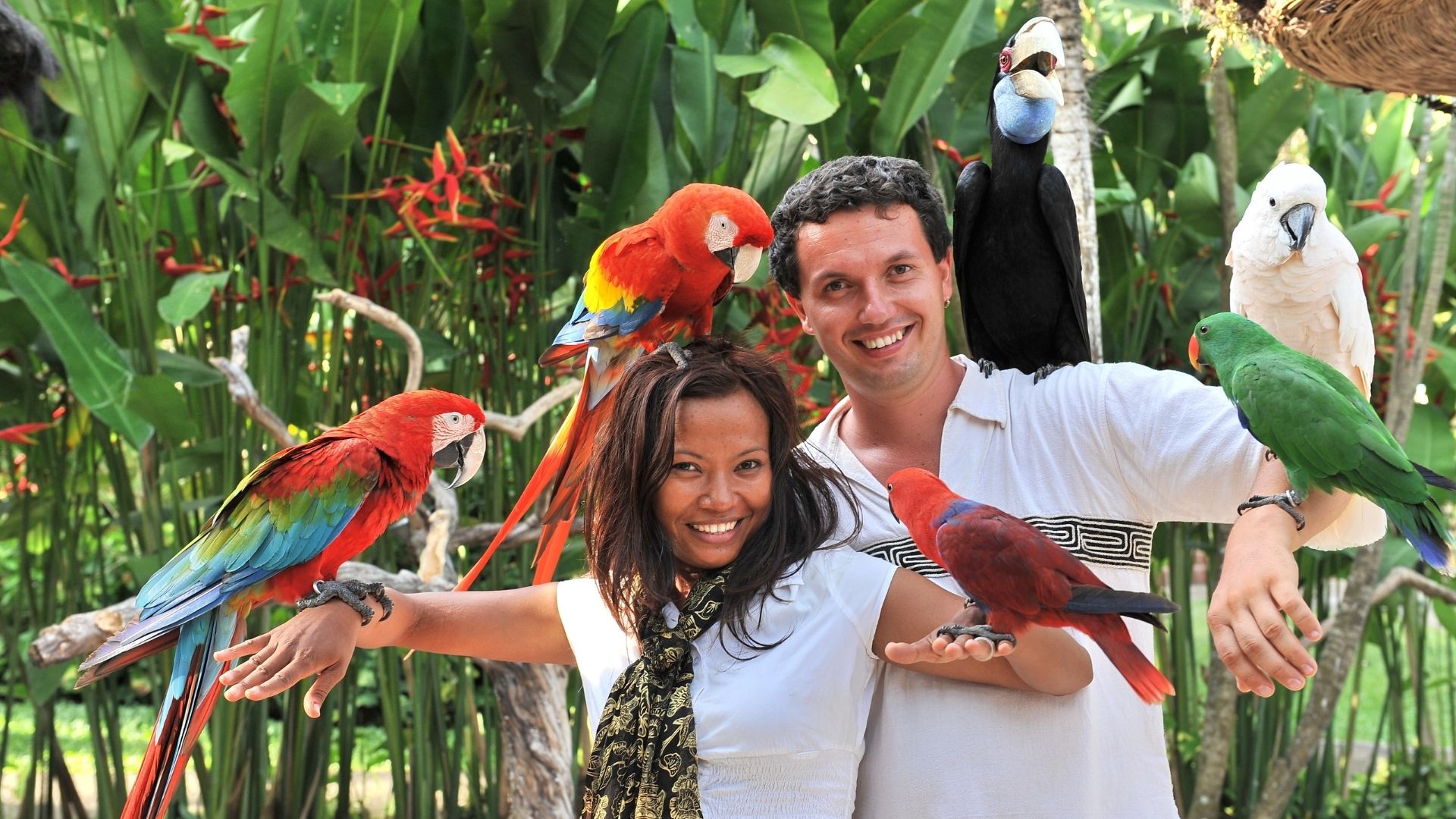 things to do bali bird park